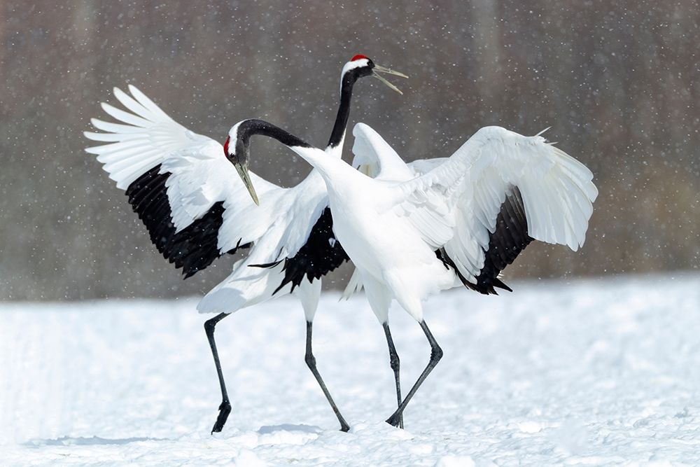 Japan-Hokkaido-Kushiro Two red-crowned cranes dance together in the lightly falling snow